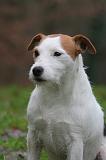 PARSON RUSSEL TERRIER 275